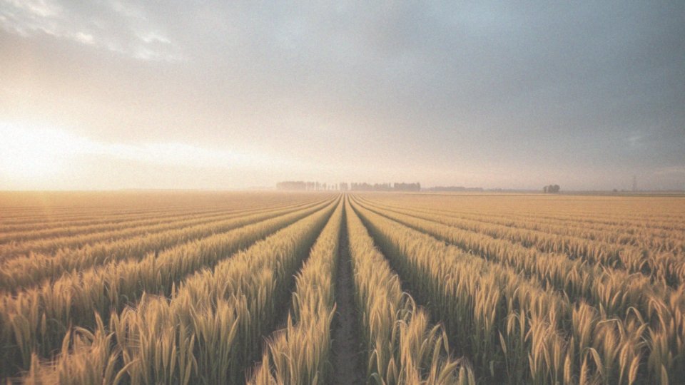 Jakie aspekty agrotechniczne wpływają na plony żyta ozimego?